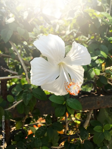 white hibiscus flower on a green leaves and sunlight flare in the tropical garden. Selective focus background
