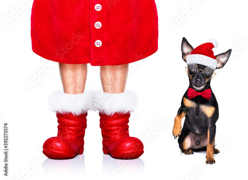 merry christmas dog  santa claus hat © Javier brosch
