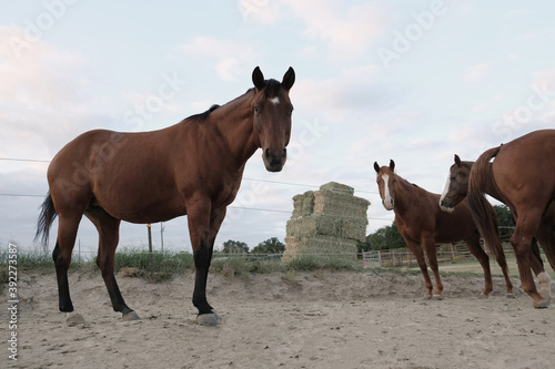 Herd of quarter horses in farm field with stack of hay in background.