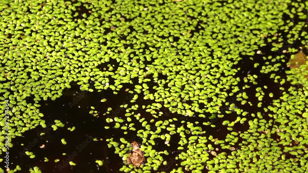 A layer of duckweed (Lemna minor) A layer of duckweed (Lemna minor)