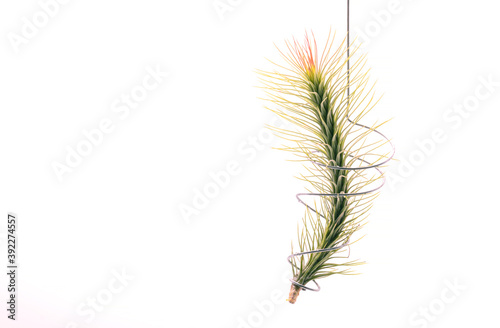 Close up Tillandsia  plant isolate on white background. Tillandsia plant commonly known as Airplants.