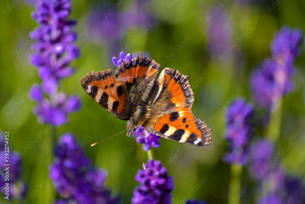Macro photo of a small fox butterfly with lavender in the background Macro photo of a small fox butterfly with lavender in the background