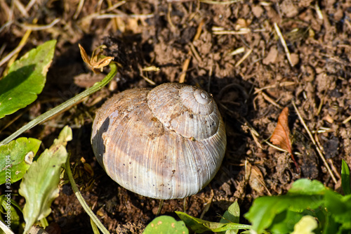 An empty snail shell on the floor of a utility garden