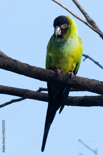 Nanday Parakeet (Aratinga nenday), Pantanal, Mato Grosso do Sul, Brazil photo