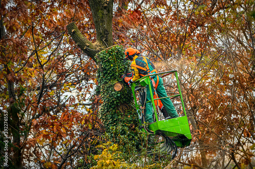 Lavoro 01 - il taglio di alberi in un bosco, eseguito da operai in condizioni di sicurezza