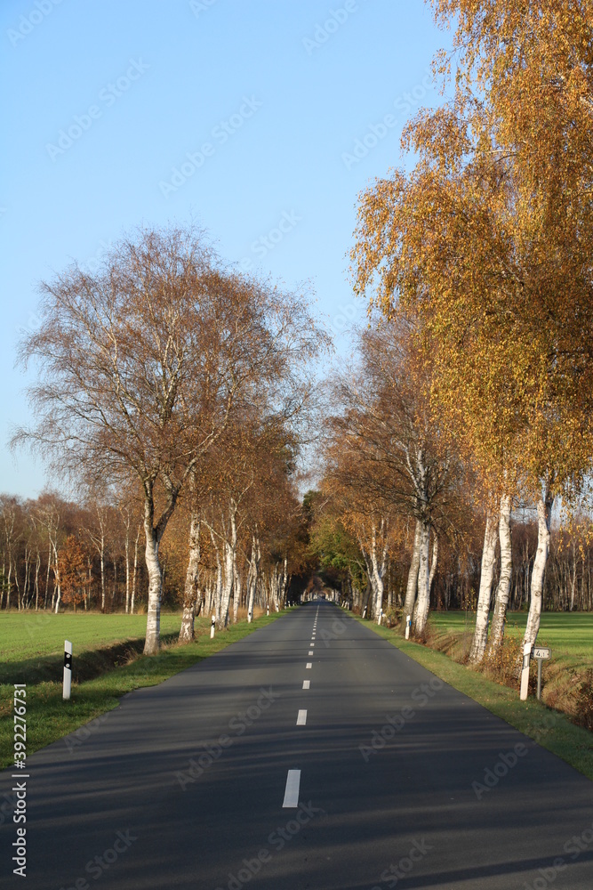 Naklejka premium Nordpfad Haxloher Erde, Herbstwald, Geest- und Moorlandschaft, Birkenallee