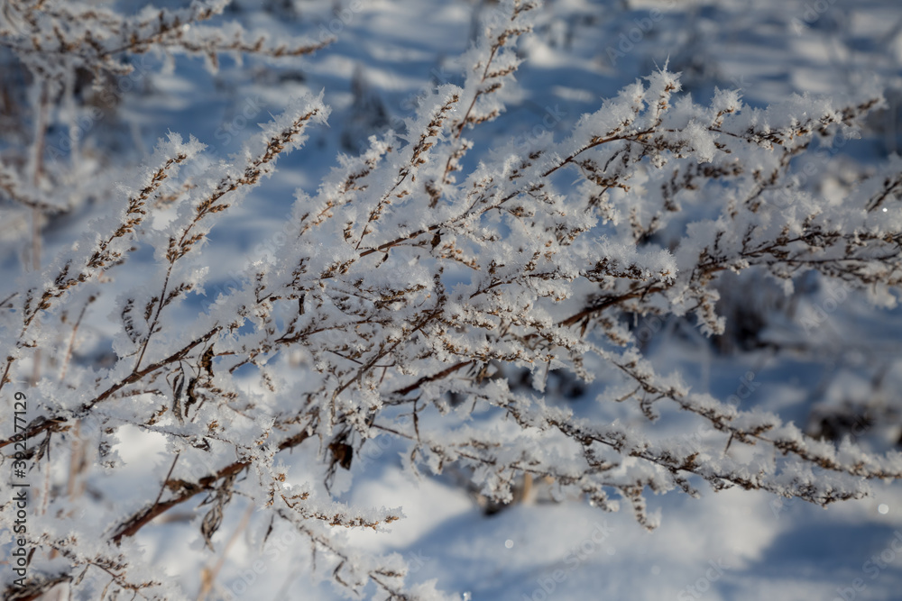 branches covered with snow