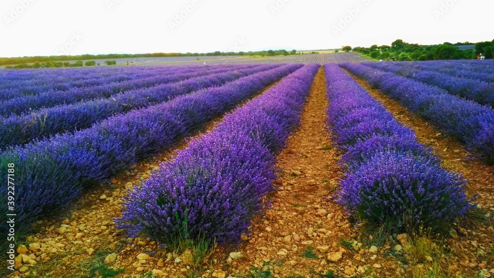 Naklejka premium lavender field region
