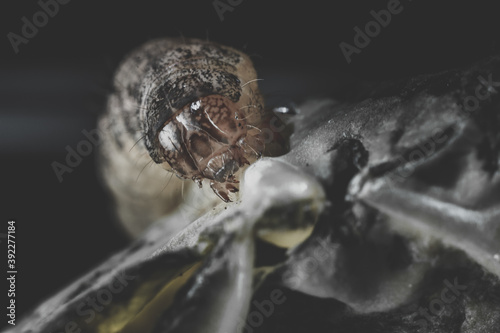 Closeup detailed shot of a nasty worm insect crawling