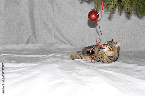 A kitten under a Christmas tree plays with a serpentine. © Viktor