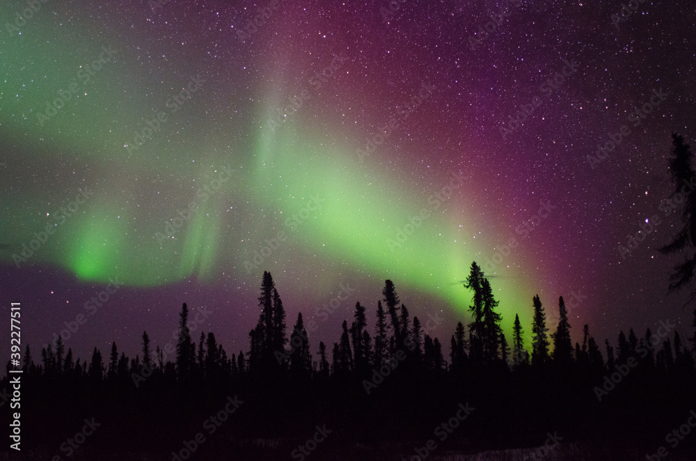 Naklejka premium Big Aurora over trees in Alaska.