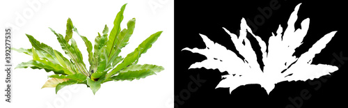 Plant isolated on white background. Clipping mask included.