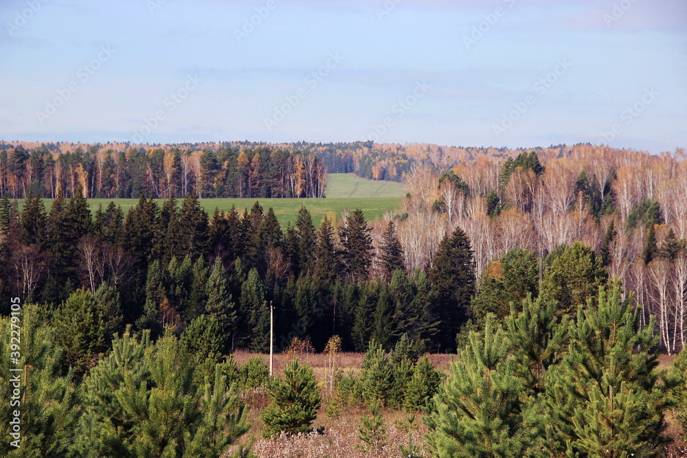 Colorful autumn forest. View from the hill on green valley, green and black trees and heavy sky.