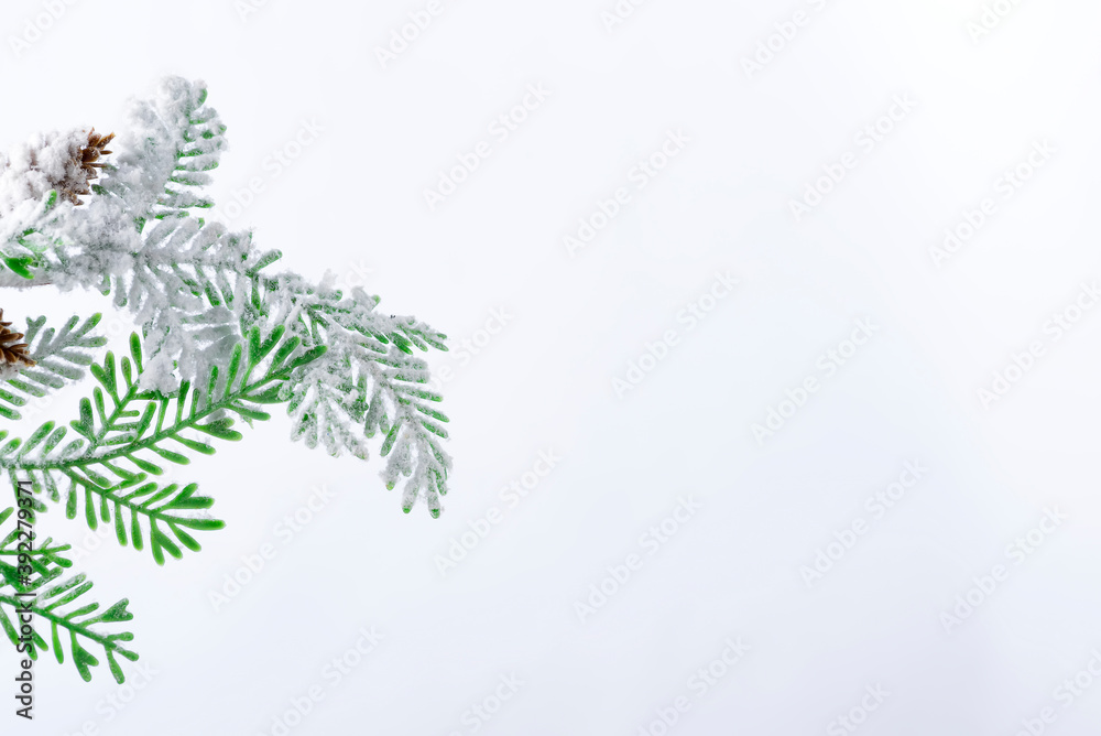Fir tree branch with cones covered with snow on white background