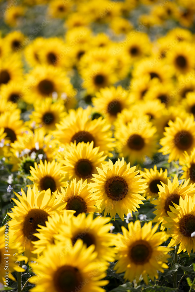 Field full of yellow sunflowers, Newbury, West Berkshire Field full of yellow sunflowers, Newbury, West Berkshire