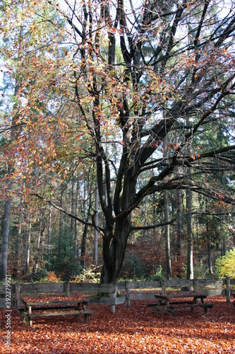 Nordpfad Zevener Geest im Herbst  Herbstwald 