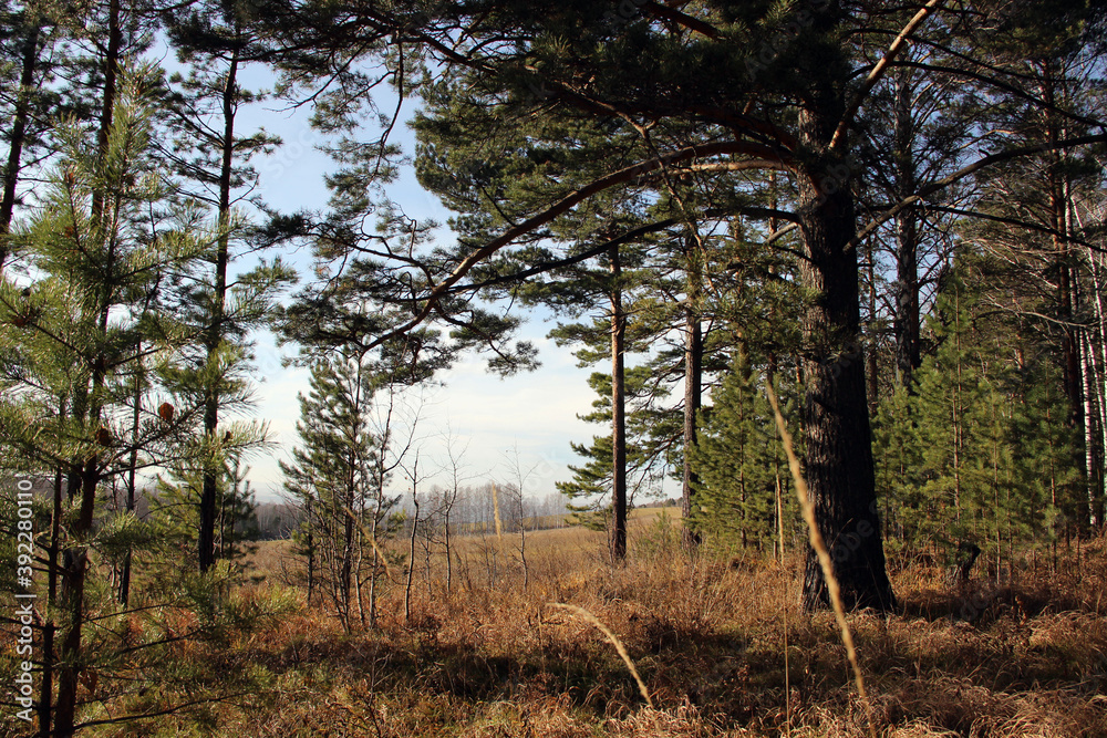 Amazing autumn landscape, where in the forest there are both old and small pines, and a deep blue autumn sky. Amazing autumn landscape, where in the forest there are both old and small pines, and a deep blue autumn sky.