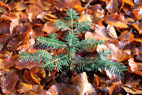 Nordpfad Zevener Geest im Herbst, Herbstwald, junger Baum sprießt durch das Buchenlaub