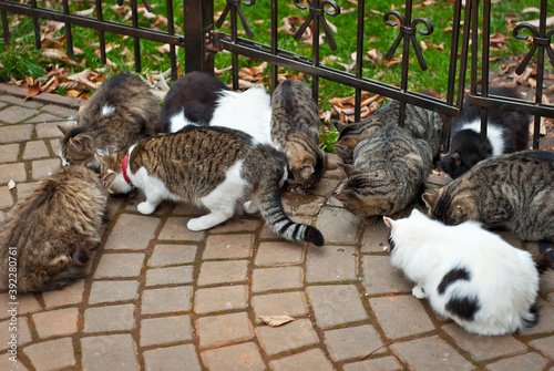A pack of stray cats eats from the asphalt. Many stray cats close up. Multicolored cats eat food.
