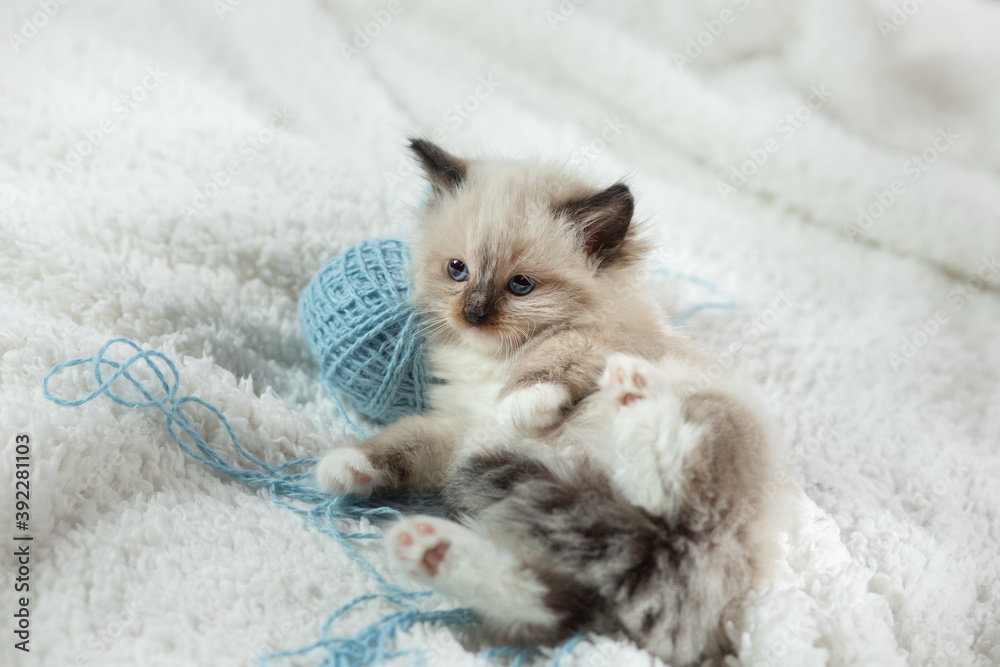fluffy kitten on white in a plaid. Bicolor Rag Doll Cat with blue ball