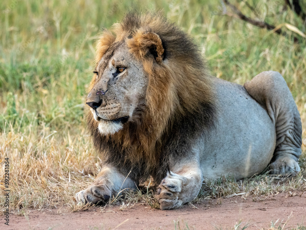 An adult male lion (Panthera leo), Tarangire National Park, Tanzania An adult male lion (Panthera leo), Tarangire National Park, Tanzania