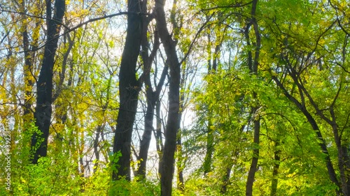 Autumn forest. the sun's rays Shine through the trees and yellow autumn leaves.