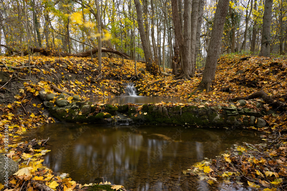 Autumn colored leafs next to an small stream in forest landscape Autumn colored leafs next to an small stream in forest landscape