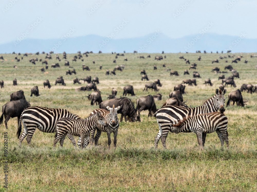 Plains zebras (Equus quagga), mothers and colts in Serengeti National Park, Tanzania Plains zebras (Equus quagga), mothers and colts in Serengeti National Park, Tanzania