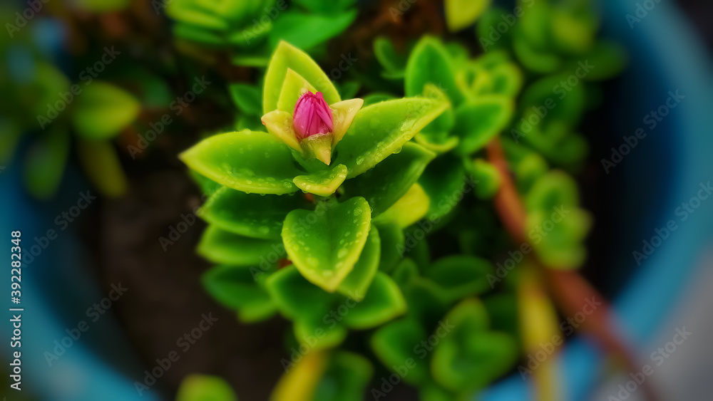 Pink bud with water drops on leaves of baby sun rose plant growing in garden Pink bud with water drops on leaves of baby sun rose plant growing in garden