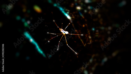 Long leg daddy spider glowing in stary abstract night darkness