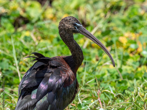 Adult glossy ibis (Plegadis falcinellus), Lake Manyara National Park, Tanzania photo