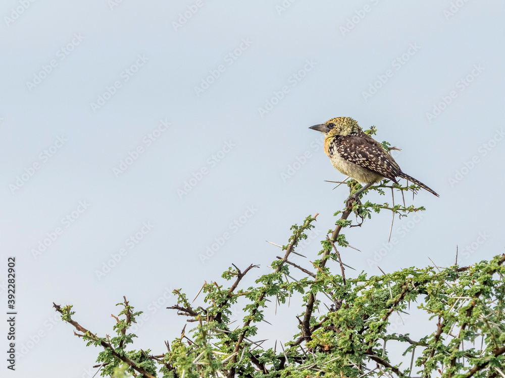 An adult D'Arnaud's barbet (Trachyphonus darnaudii), Serengeti National Park, Tanzania