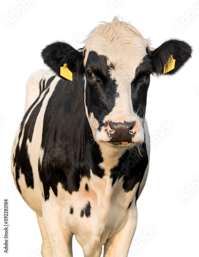 cow on a white background