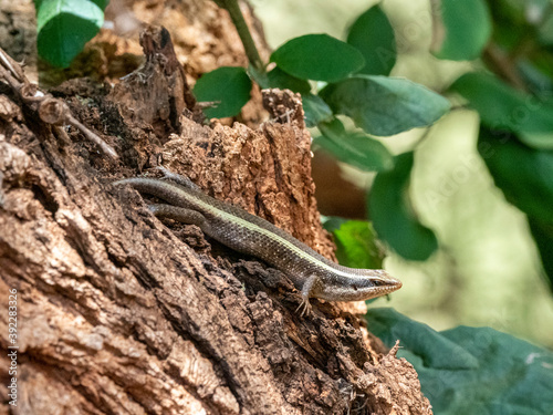 An adult African striped skink (Trachylepis striata), in Tarangire National Park, Tanzania photo