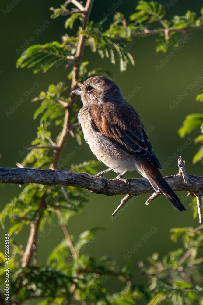 Pie grièche écorcheur,. fLanius collurio, Red backed Shrike Pie grièche écorcheur,. fLanius collurio, Red backed Shrike