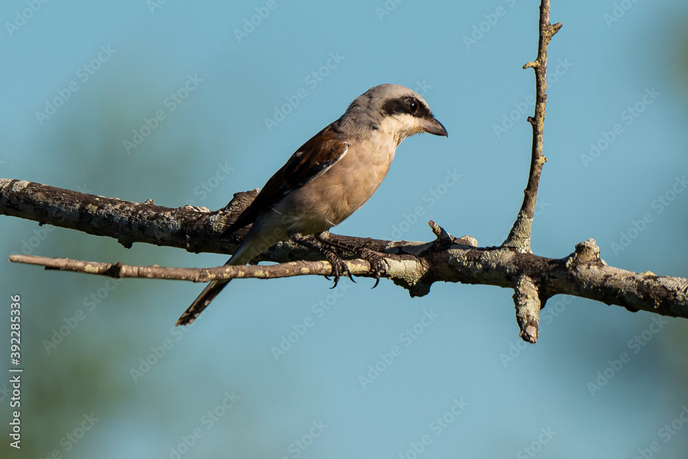 Pie grièche écorcheur,. fLanius collurio, Red backed Shrike Pie grièche écorcheur,. fLanius collurio, Red backed Shrike