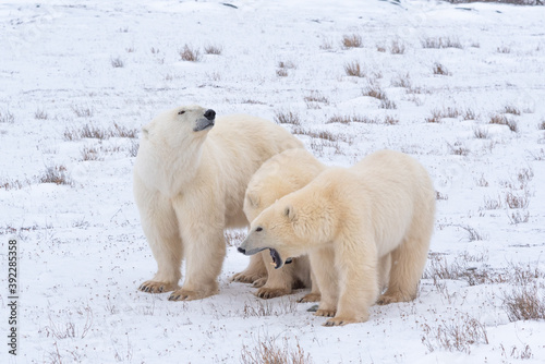 Polar bear mother and two cubs on snow landscape in the wild taken in Churchill, Manitoba, Canada. One cub yearling is yawning with mouth open. Mom looking, sniffing. 