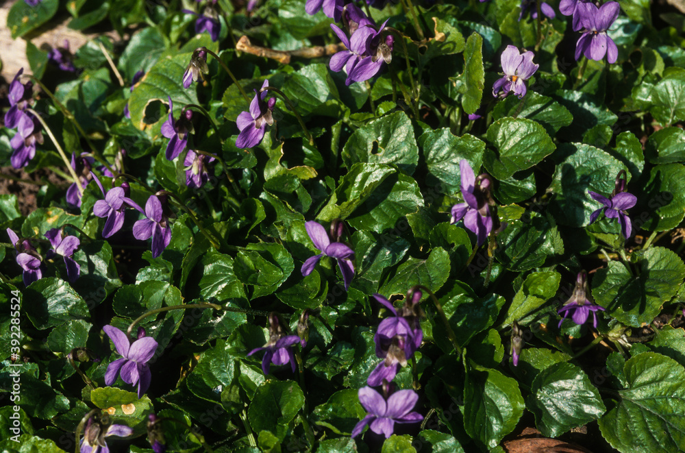 Violette odorante, viola odorata Violette odorante, viola odorata