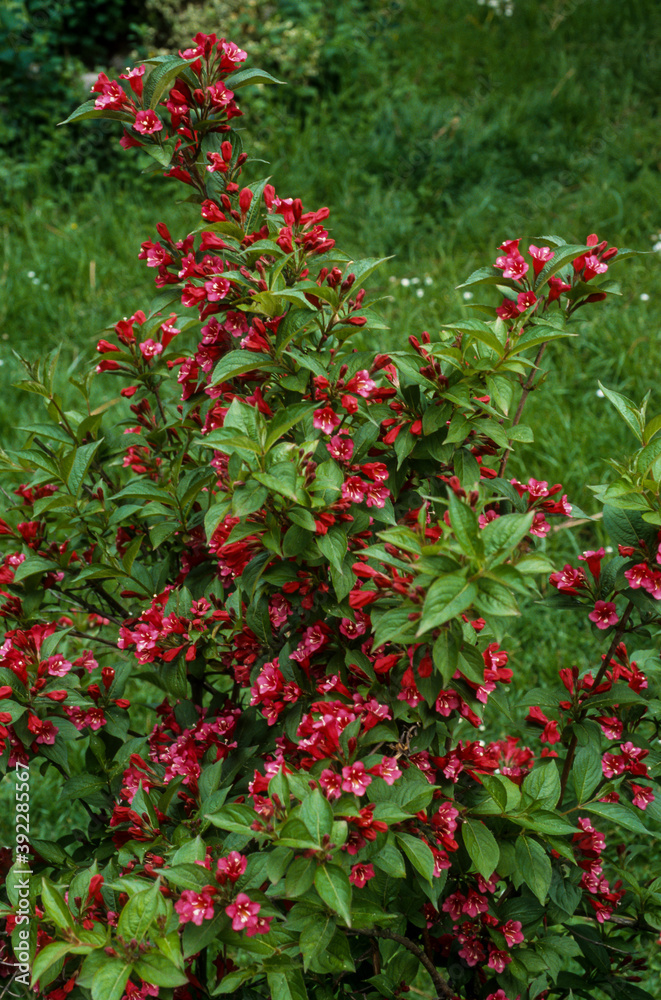 Weigela, weigela 'Bristol Ruby' Weigela, weigela 'Bristol Ruby'