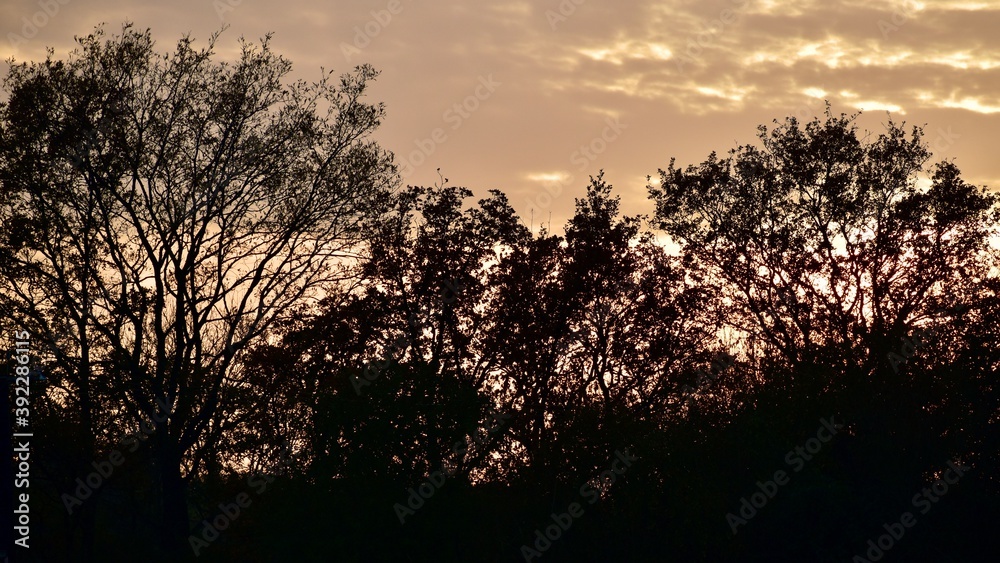 Silhouettes of trees during the sunset, November, UK