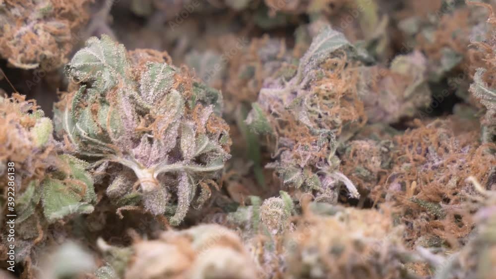 dry cannabis buds, close up view dry cannabis buds, close up view