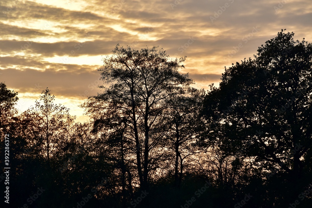 Silhouettes of trees during the sunset, November, UK
