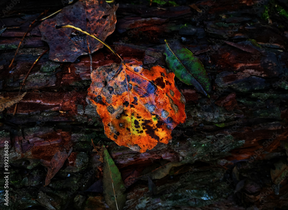 Obraz premium the burning leaves of autumn