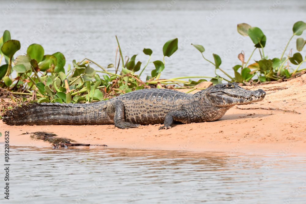 Yacare caiman in the Pantanal, Brazil - obrazy, fototapety, plakaty 