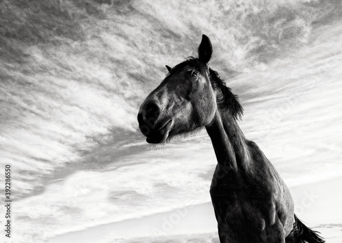 Artistic Portrait of horse in sky background, One horse close up,view up, domestic animal, strong animal, 