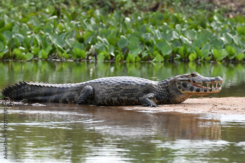 Yacare caiman in the Pantanal, Brazil