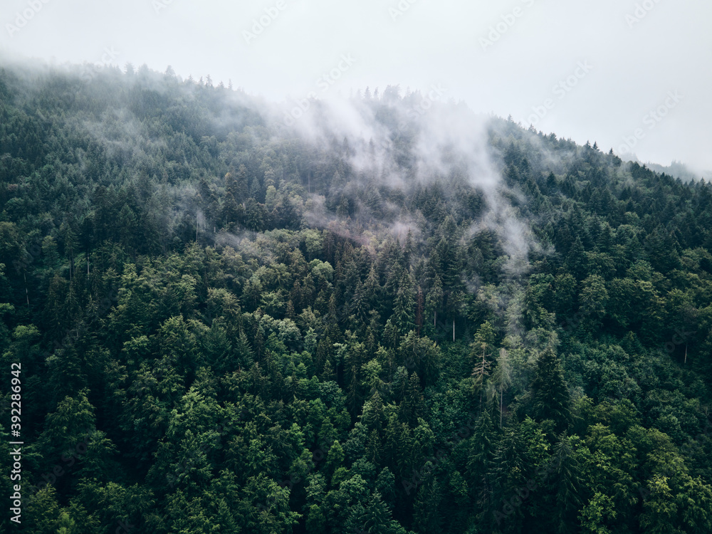 Fichtenwald von oben in Wolken gehüllt Fichtenwald von oben in Wolken gehüllt
