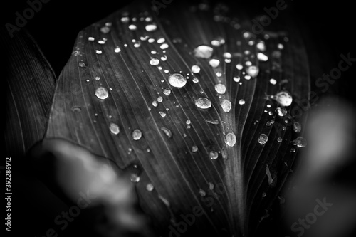 A Macro Of Water Droplets On A Ribbed Leaf