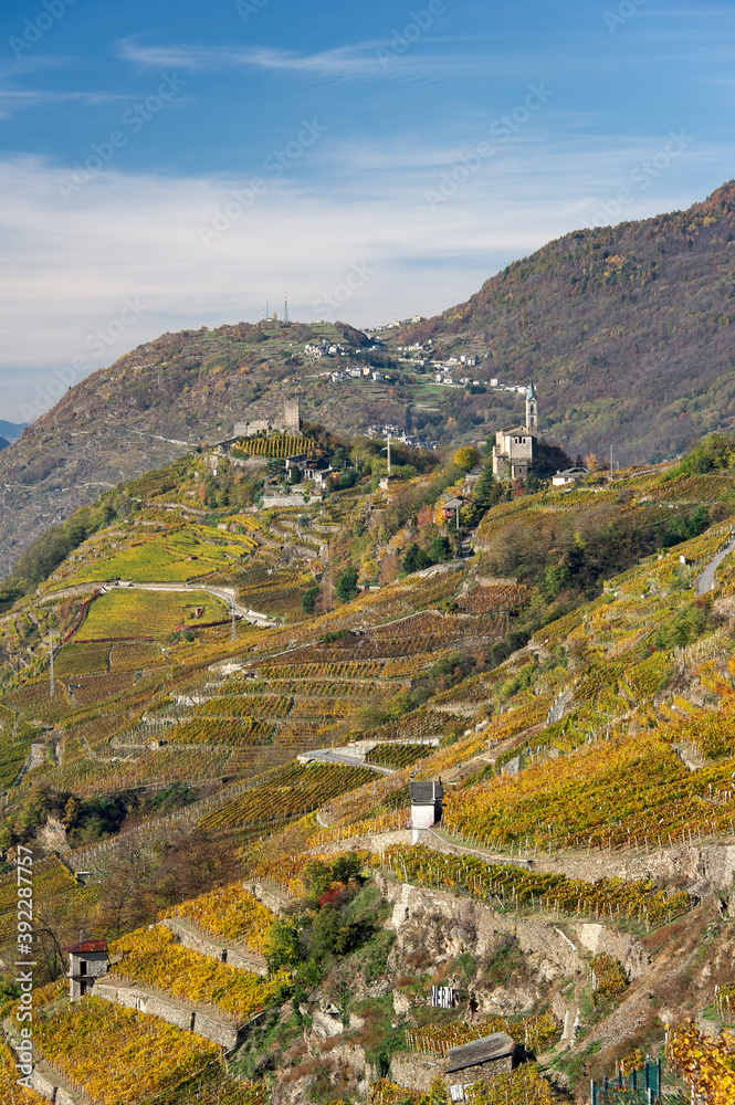 Sondrio, Grumello, Italy: terraced vineyards in autumn