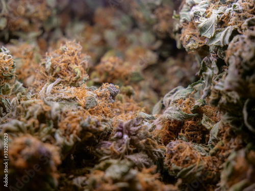 Dry cannabis buds  close up macro view